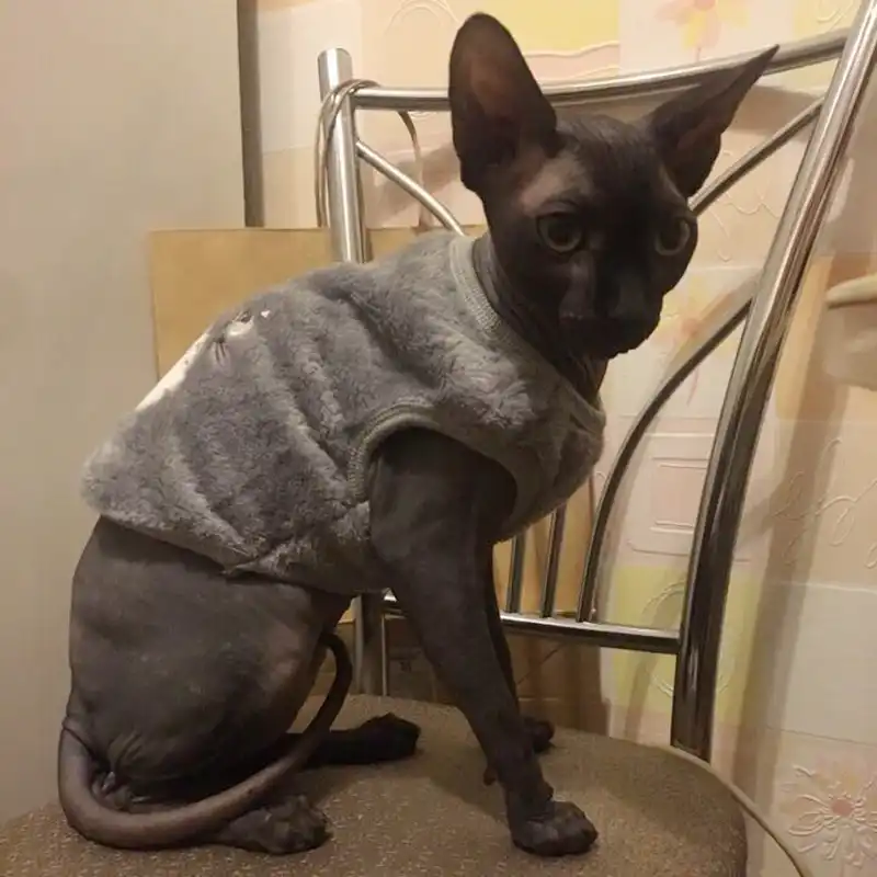 Vetements D Hiver Pour Chats Animaux Domestiques Tenue Manteau De Chaton Costumes De Chat De Dessin Anime Vetements En Polaire Chaude Pour Chats Chien Sphynx Aliexpress