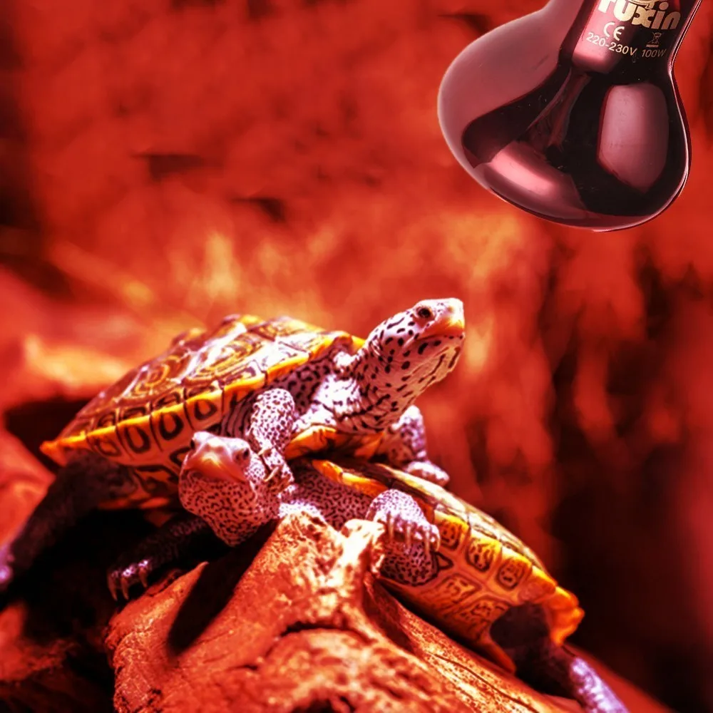 Buy B22 Pet Reptile Heating Bulb Red Thermal Light Pet