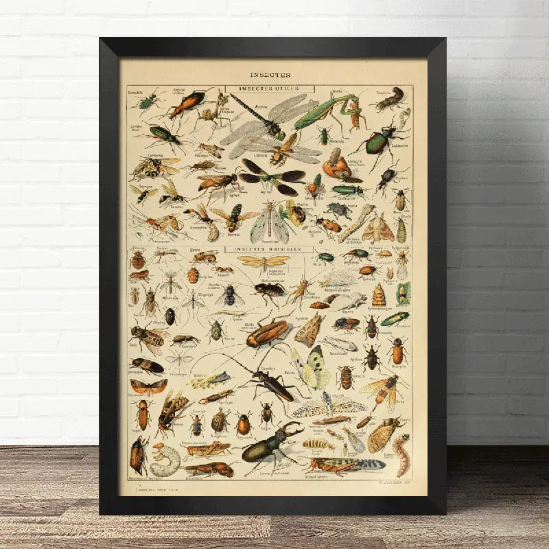 Уютный момент ботанические животные образовательные принты грибы шампиньоны идентификация справки диаграмма плакат Настенный декор
