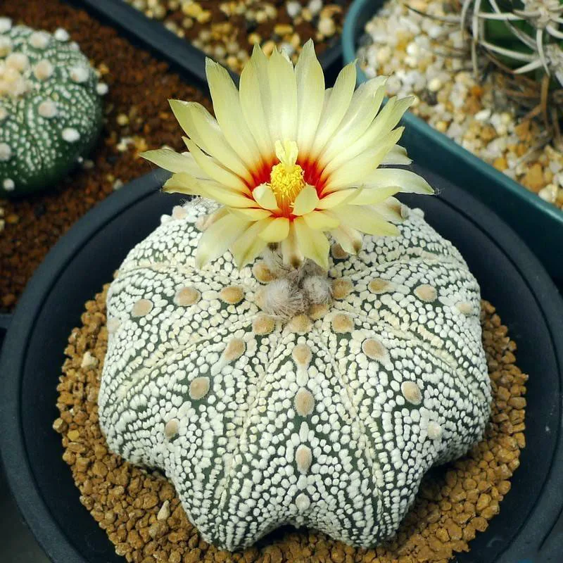 Buy 100 Succulent bonsai Exotic Cactus Bonsai Flower