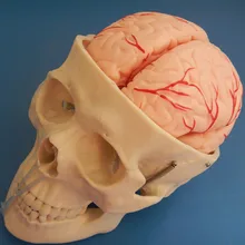 ISO анатомическая модель черепа с 8 частями мозговой артерии, череп с мозговой моделью