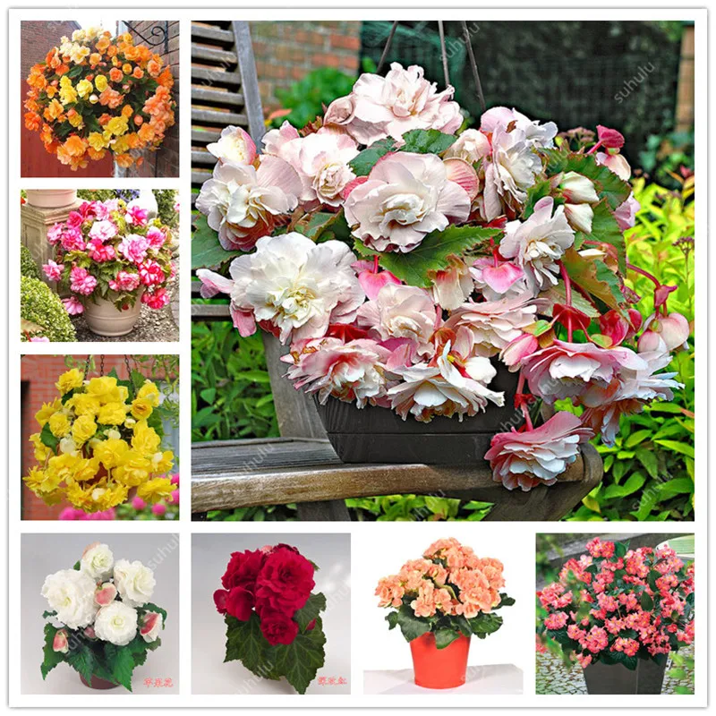 

Begonia Bonsai 100 Pcs Malus Spectabilis Potted Bonsai Rare Balcony Patio Flower Bonsai For Home Garden Planting Easy To Grow