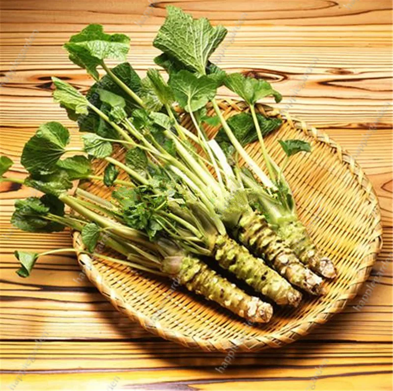 

Wasabi bonsai 200 pcs/bag Japanese Horseradish plants Vegetable Wasabia Japonica Home Garden Bonsai Plants DIY Free Shipping