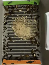 10pcs lot Mr Bug ECO roaches house trap box roach house cockroaches trap roaches houses free shipping!