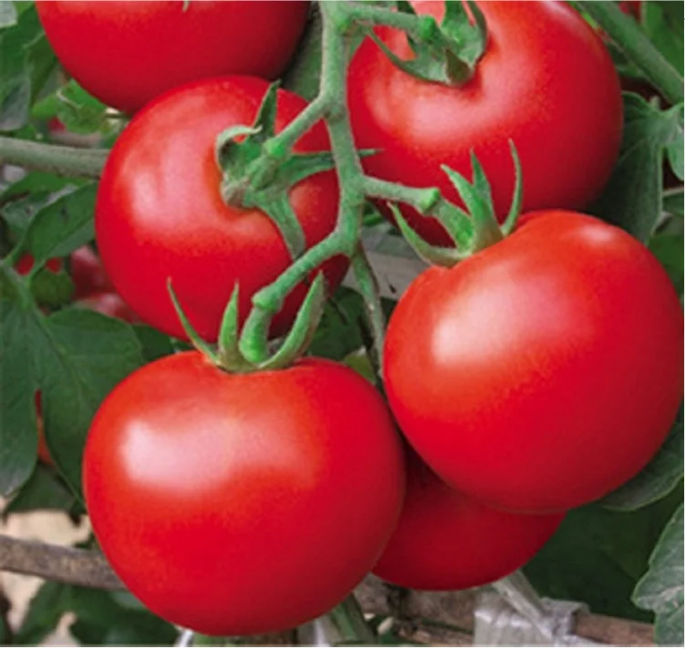 

100pcs climbing Tomato edible Tomato bonsai Vegetable plants food bonsai pot home garden planting