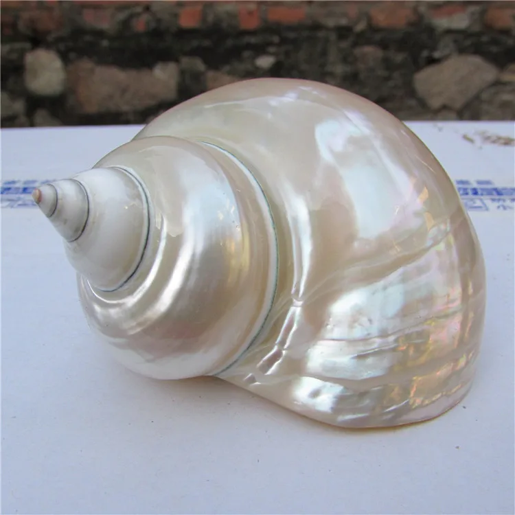 Hot Sale Natural Conch Shells Luminous 8-11cm Whelk White Snail | Дом и сад