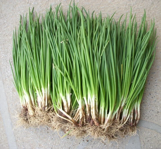 Купить шт./пакет 200 маленький зеленый лук бонсаи, органический ткацкий ...