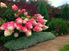 20 pcs/bag Vanilla Strawberry hydrangea Flower Seeds for home planting perennial outdoor indoor bonsai etc easy to grow