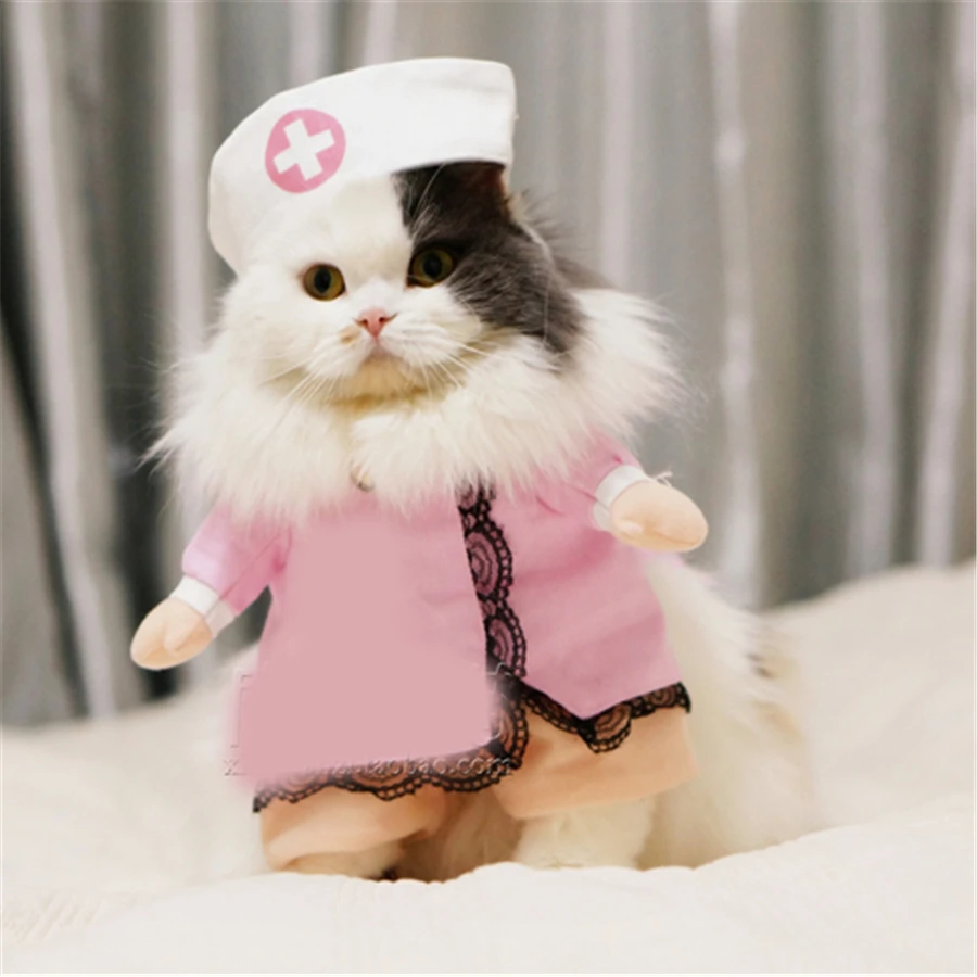 42 Best Photos Fat Cats Wearing Clothes - cats wearing clothes | Tumblr ...