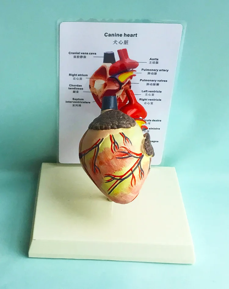 Canine Heart Anatomy Model 2