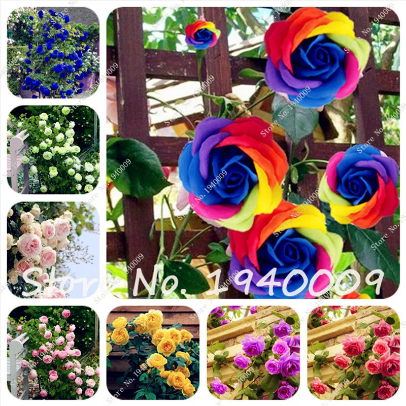 

50 Pcs Climbing Roses flower seedling, Mix-color Climbing Plants, Chinese Flower Plant For Garden Planting Best Gift for Lover