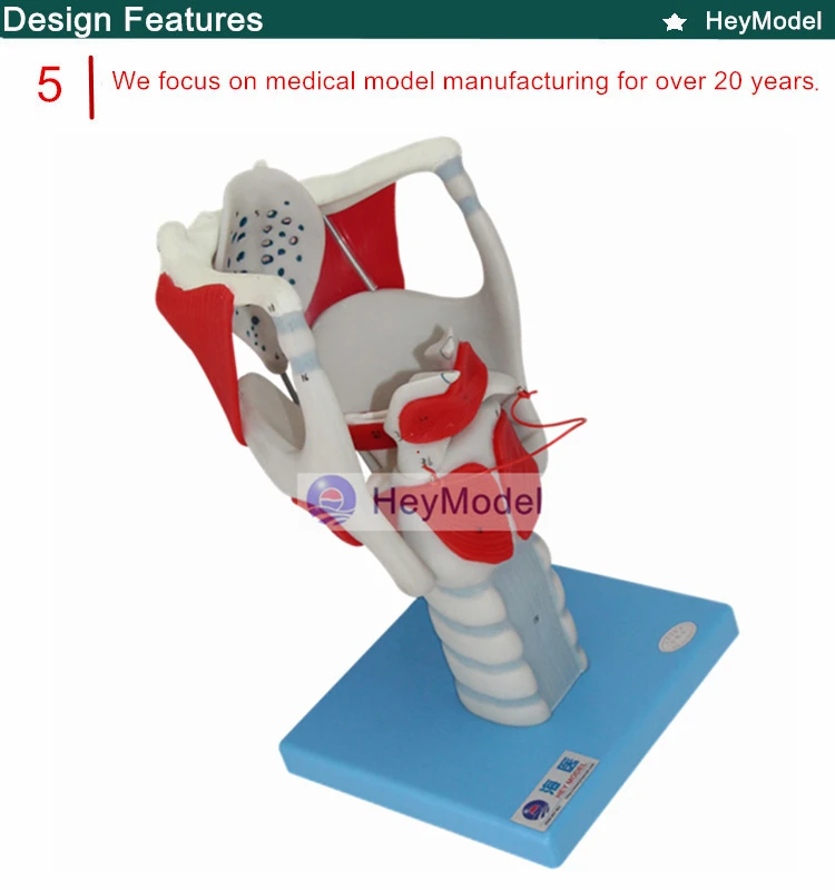 Heymodel гортани структура и функции усиления модель