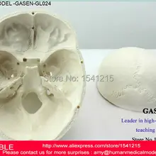 Медицинский обучающий медицинский человеческий тело азиатское издание человеческий череп модель череп стоматология анатомическая модель образец MODEL-GASEN-GL024