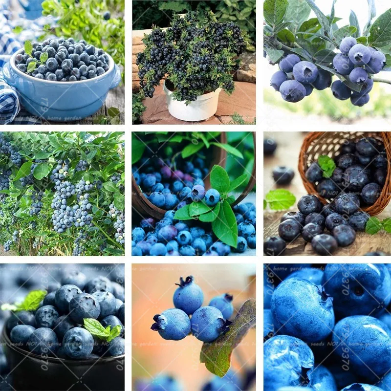 

100pcs blueberry bonsai, fruit trees, blueberries, bonsai plants, perennial potted plant for home and garden, easy to grow