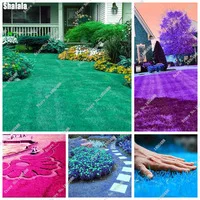 Sale-500pcs-Colorful-Lawn-Turf-Seeds-Golf-Soccer-Fields-Villa-High-Grade-Flowers-Seeds-Garden-Plant.jpg_200x200