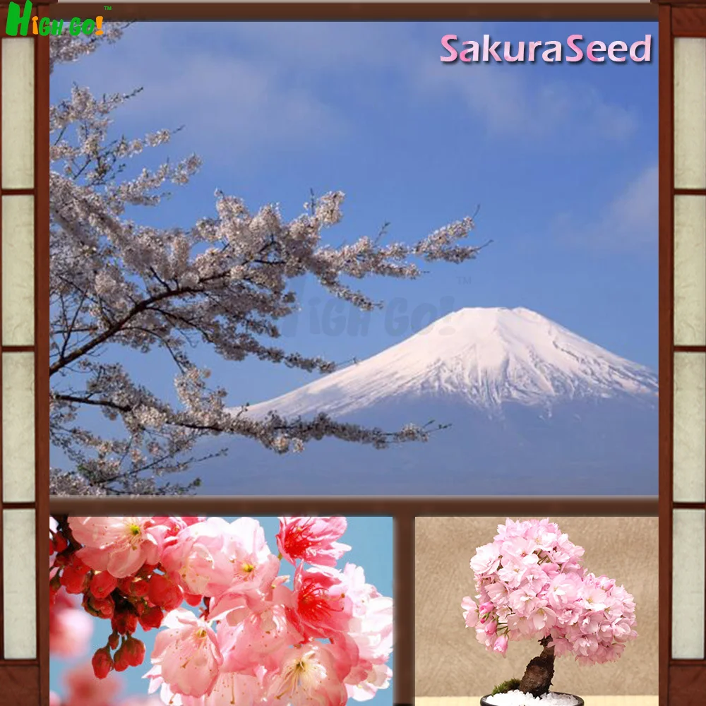 Japanese Cherry Blossom Seeds, The Beautiful Cherry Blossoms Seeds