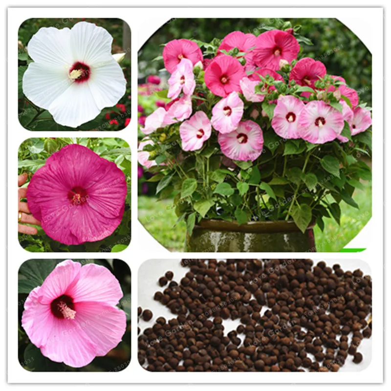 

100 Pcs/Bag Hibiscus Moscheutos Bonsai Giant Hibiscus Flower Bonsai Perennial Cottonrose Hibiscus Rare Bonsai Plant Bonsai