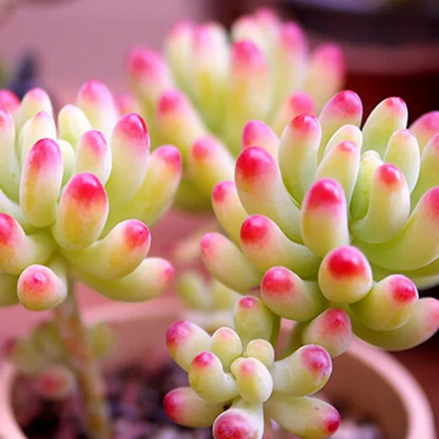 Semi Per Piante Per Decorazione Del Giardino, Lithops Pietre Vive Rare Pianta Succulenta Bonsai Da Giardino Decorazione Balcone - Semi Succulenti (100 Pezzi - Foto 11