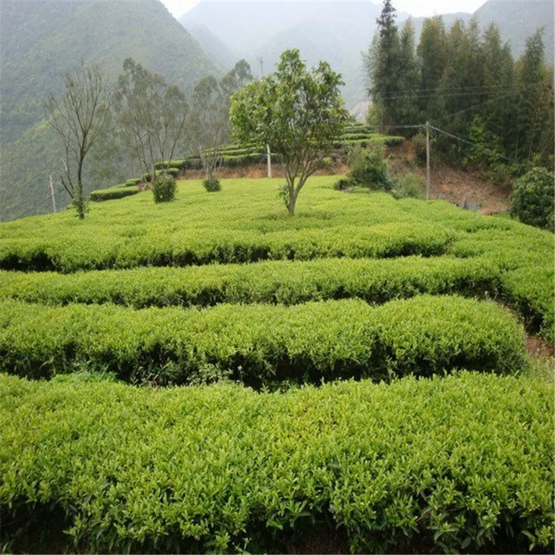 Free shipping 100g Taiwan high mountains Jin Xuan Milk Oolong Tea milk tea   Free shipping 100g Taiwan high mountains Jin Xuan Milk Oolong Tea milk tea