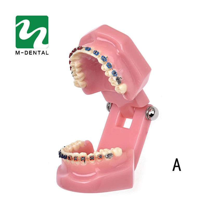 Различные стоматологические модели зубов используются для обучения и больничных стоматологов