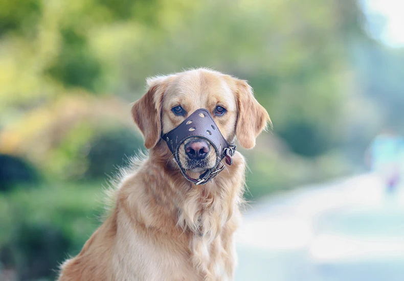 TB2BRPRebmI.eBjy1zjXXaq5VXa-704407379