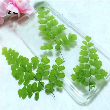 

120pcs 6-11cm Pressed Dried Adiantum Capillus-veneris L. Leaves Plant Herbarium For Jewelry Pendant Craft Making Accessories