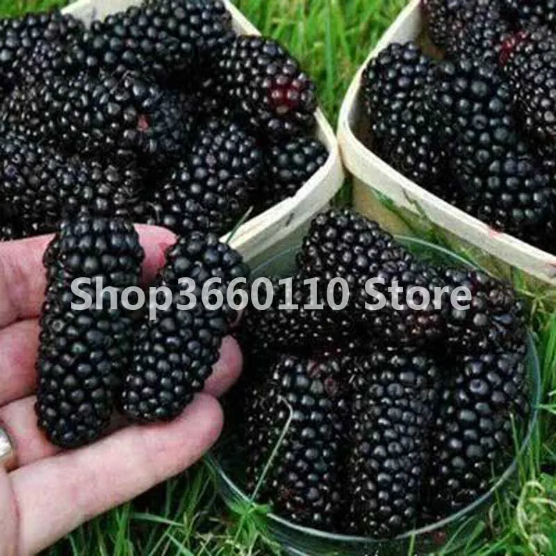 

New 2018!100 Pcs/lot Sweet Black Berry Giant Blackberries Heirloom Blackberry bonsai Triple Crown Blackberry Black Mulberry