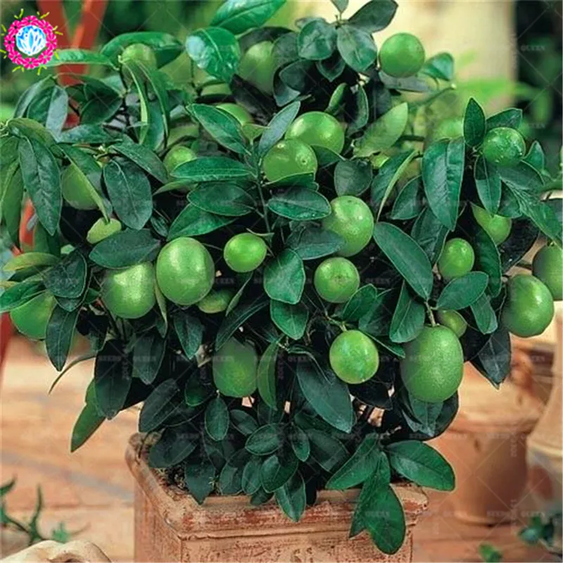 

20pcs/bag Kaffir Lime Lemon Fruit Organic Indoor Bonsai Tree For Fome Garden Potted Supplies Citrus Aurantifolia