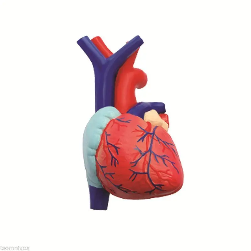 4D система дыхания 1:3 odontologia анатомический скелет человека череп|anatomical model|4d