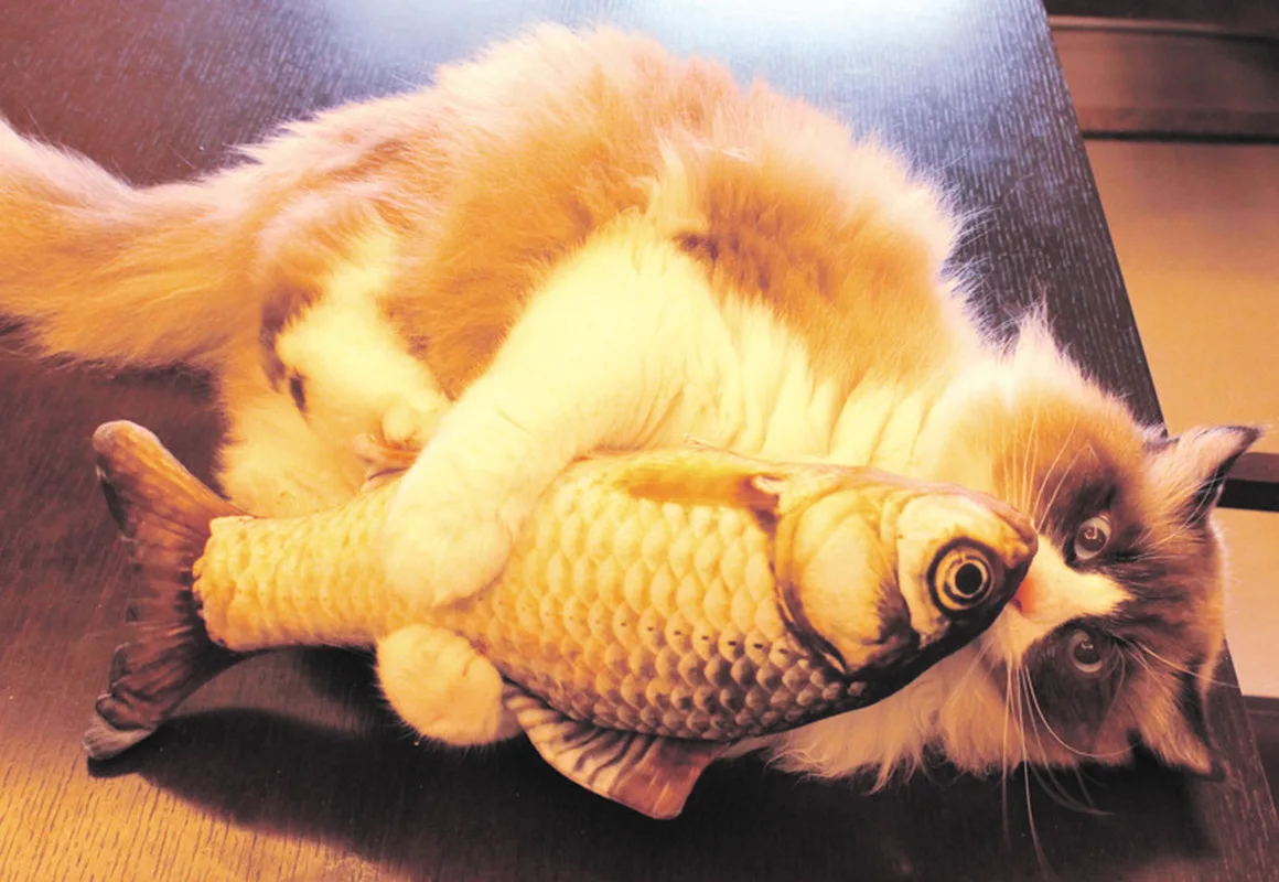 Carrywon Cat Toy Plush Creative 3D Fish Shape Cat Toy Simulation Vivid Fish Thicker Short Plush Stuffed Cats Scratch Chew Toys Carrywon Cat Toy Plush Creative 3D Fish Shape Cat Toy Simulation Vivid Fish Thicker Short Plush Stuffed Cats Scratch Chew Toys