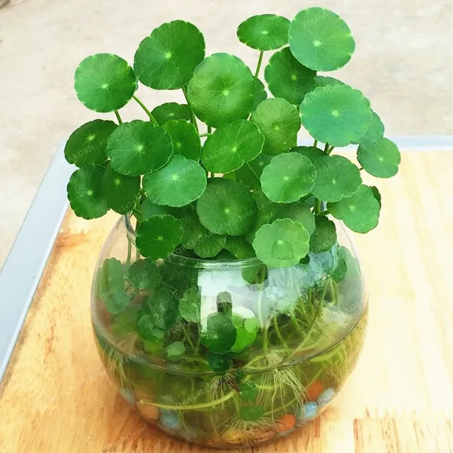 100 unids dichondra repens plata cae emerald falls semillas suculentas en macetas colgantes muy creativo hermoso - Macetas Colgantes 100 unids dichondra repens plata cae emerald falls semillas suculentas en macetas colgantes muy creativo hermoso - Macetas Colgantes