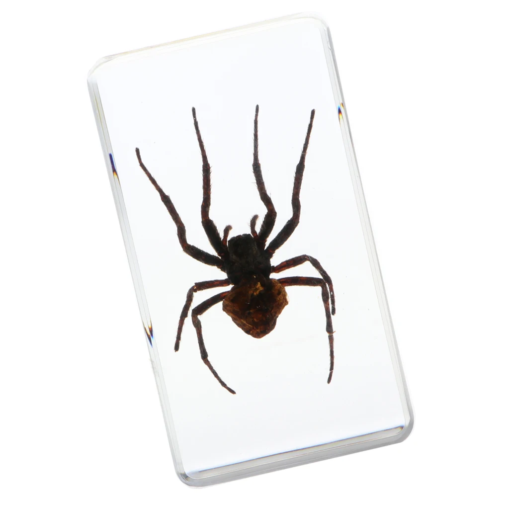 Insect Specimen Paperweight Collection Gift - Deinopidae