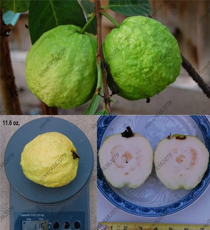 

30 Pcs Large White Guava plants sweet fragrance fruit ,Edible Fruit Bonsai Tree