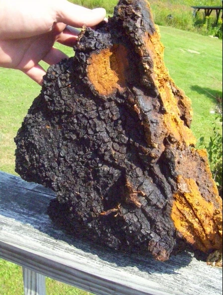 

500gram Chaga Mushroom(Bai Hua Rong ) Extract Powder 30% Polysaccharide powerful anti-oxidant