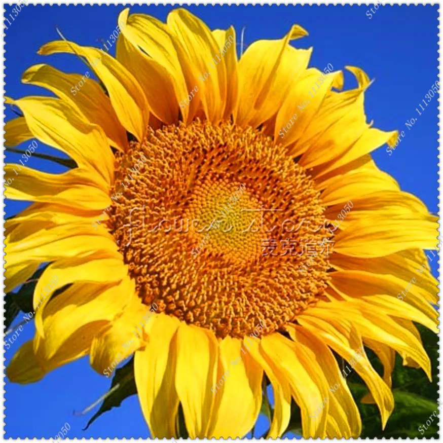 Buy 50 Pcs Giant Sunflower Seeds Free Shipping