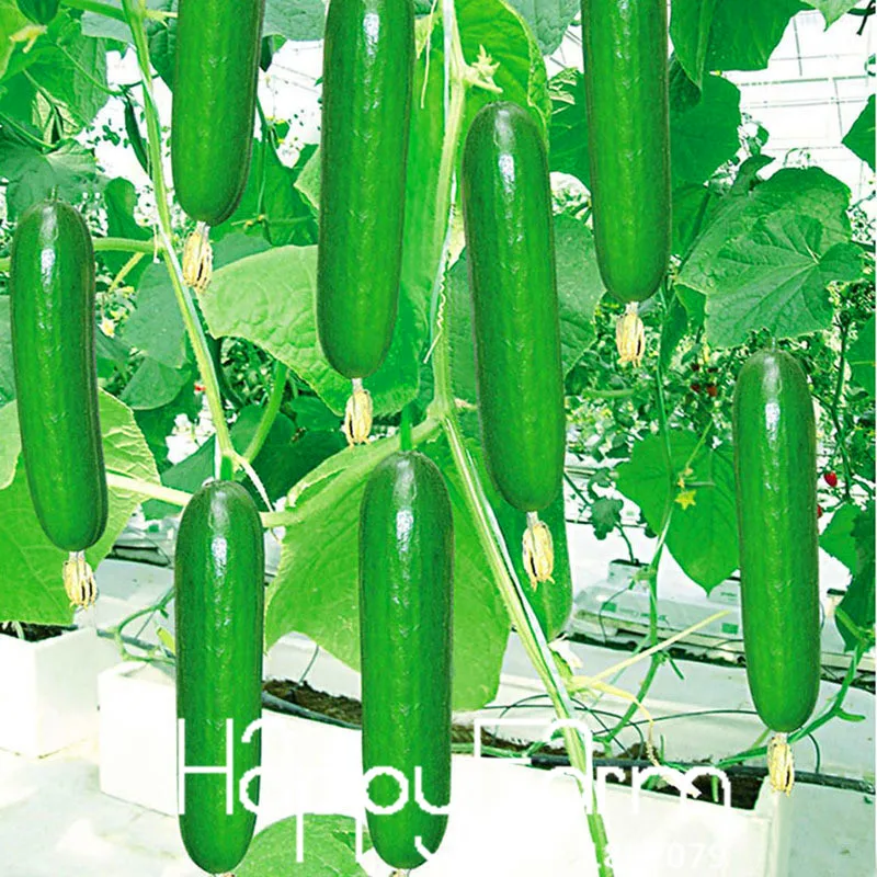 

200 pcs Cucumber bonsai F001 Early Self-Pollinating Variety