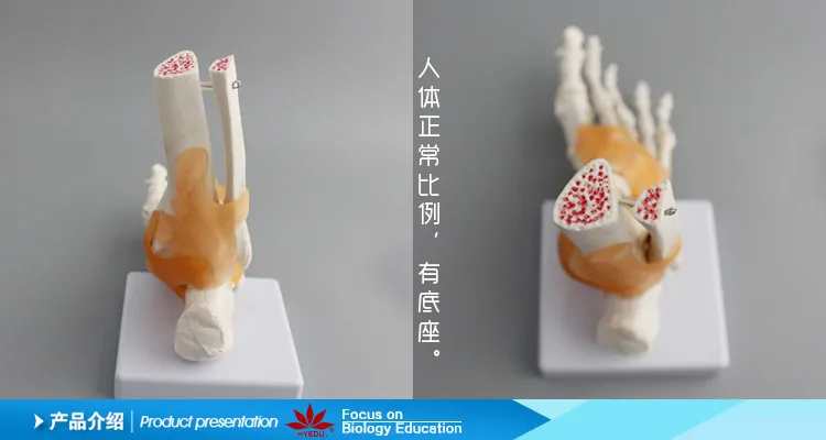 002 Life size foot joint with ligaments model Ankle joint model