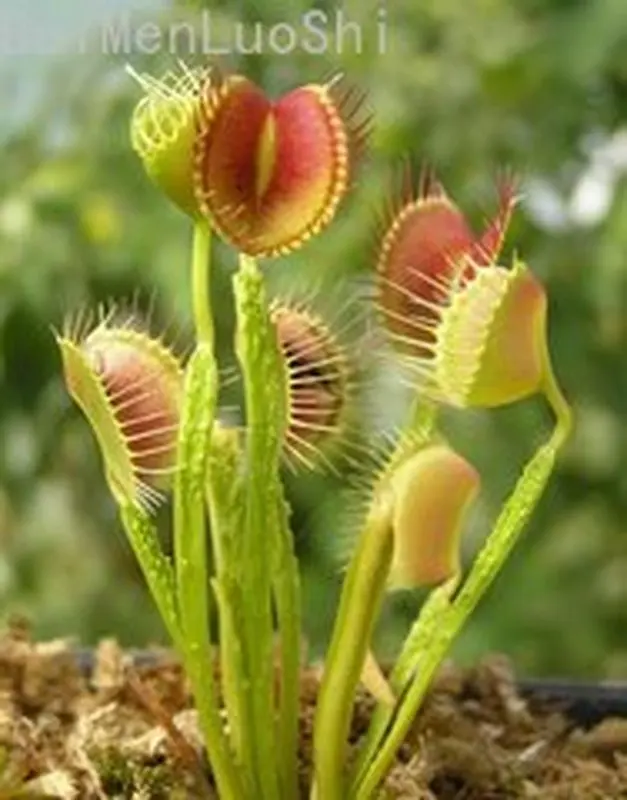 

Bonsai Tree Mosquito Control Plants Decorated In Potted Gardens with Flytrap Seeds Air Plants 50pcs