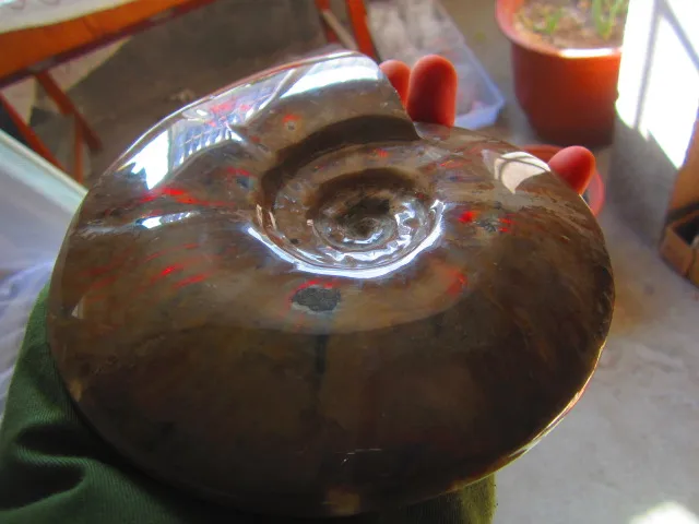 Special Price 1190g(2.61 lb) Iridescent Ammonite Ammolite Specimen Fossil Madagascar DFB164