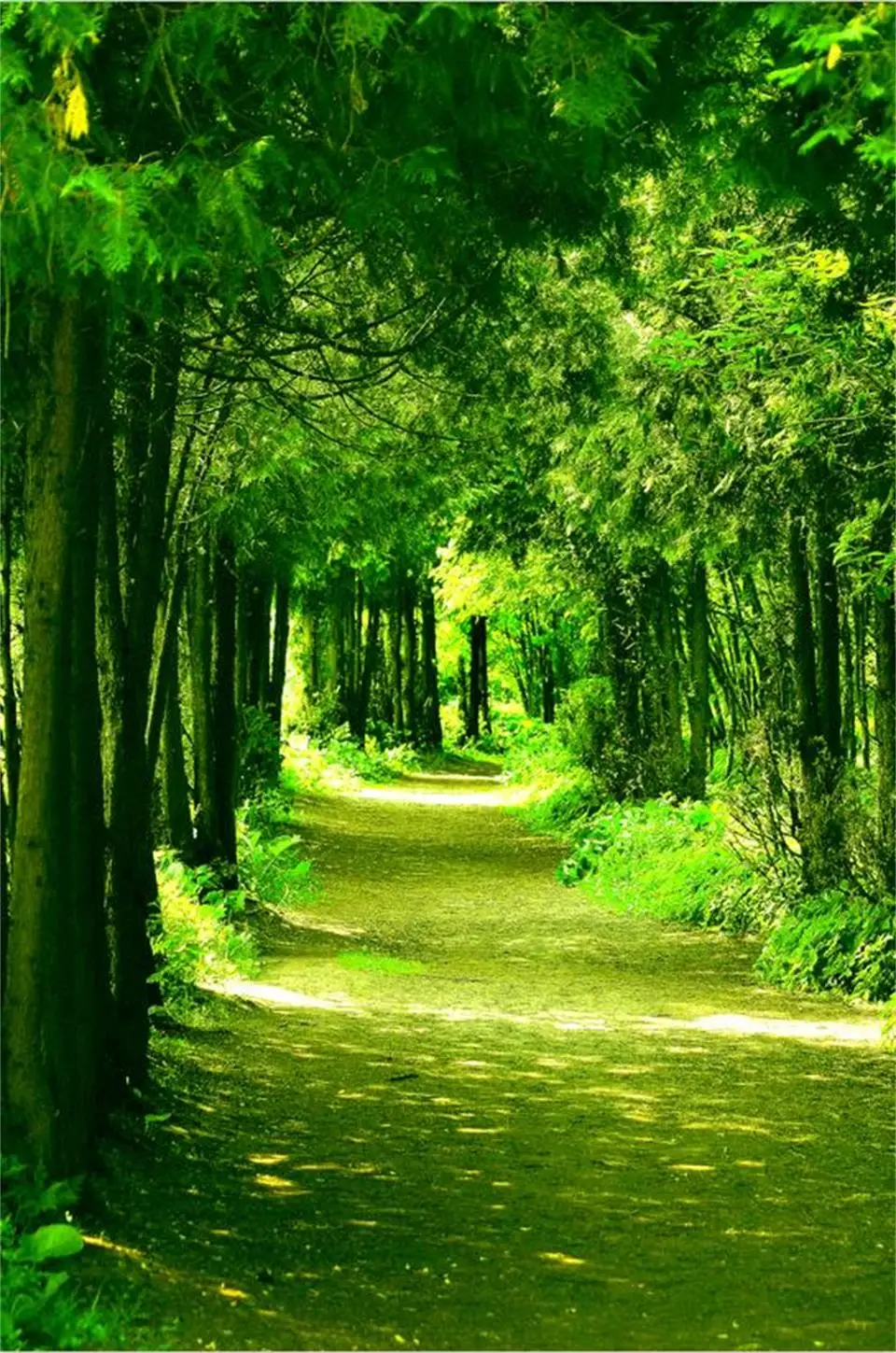 Wallpaper Hutan Full Hd The Galleries of HD Wallpaper Wallpaper Hutan Full Hd The Galleries of HD Wallpaper