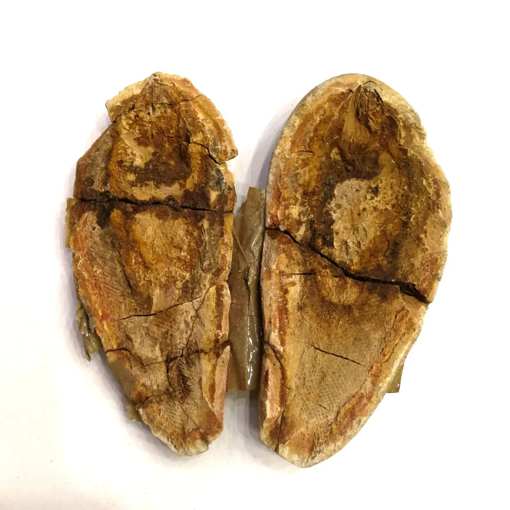 

Wholesale Natural Fish fossils ammonite fossil Mineral Stone Fossil LXM
