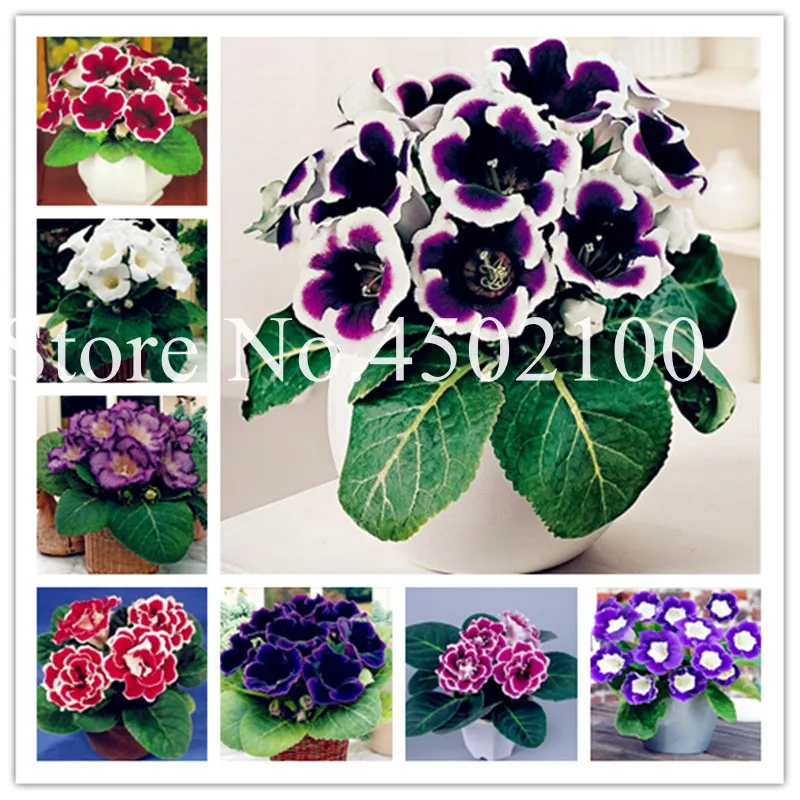 

Imported 100 Pcs Rainbow Gloxinia Bonsai plants Perennial Sinningia Gloxinia Flower For Home Garden Pot Easy To Grow