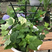 2 шт. DIY пластиковая рамка для поддержки растений кронштейн для горшка полка для восхождения цветок фиксированное направление роста растений для сада крепление для виноградной лозы