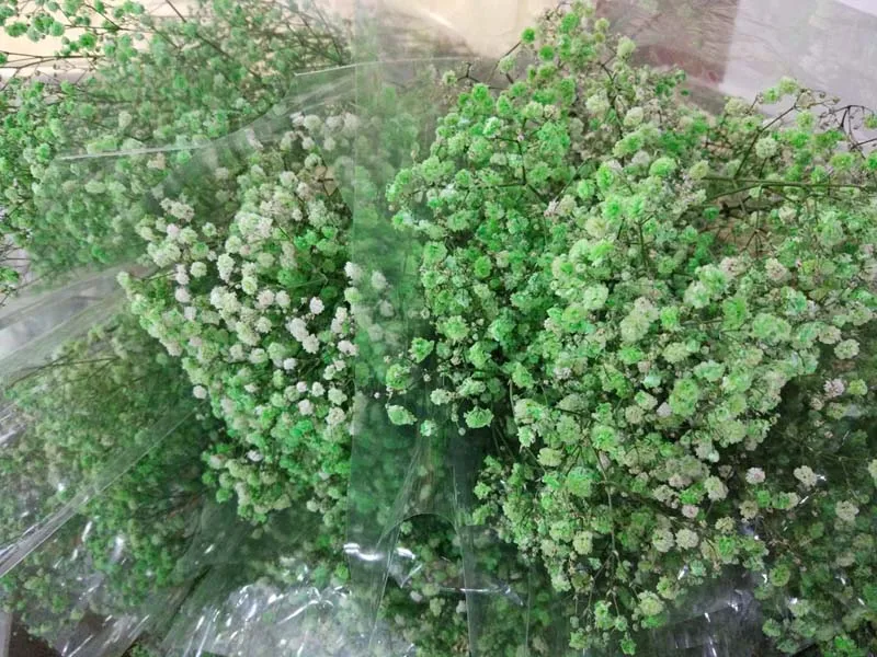 ms-babybreath green