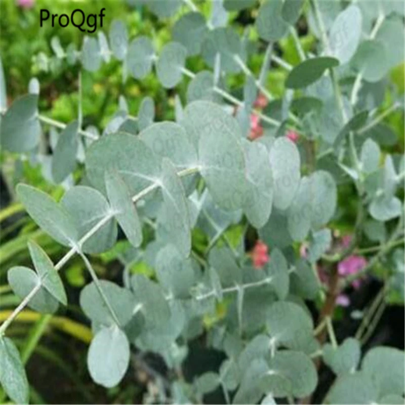 ProQgf 3000Pcs A Set Silver Dollar Tree Eucalyptus Cinereain Bonsai