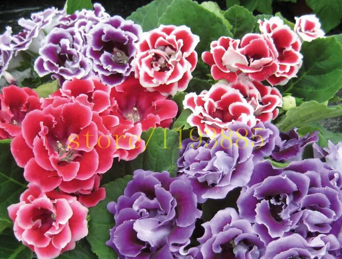 popular sinningia gloxinia buy cheap sinningia gloxinia lots from china sinningia gloxinia popular sinningia gloxinia buy cheap sinningia gloxinia lots from china sinningia gloxinia
