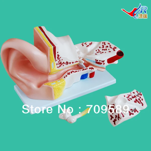 

ISO Big Ear Model, Anatomical Ear Model
