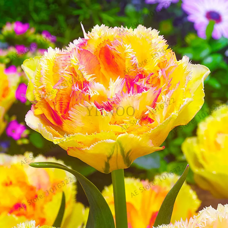 5 шт. тюльпаны двойной луковицы(не тюльпаны Флорес) Цветочные луковицы карликового дерева тюльпаны луковицы корень tulipanes садовое растение для сада - Цвет: 8