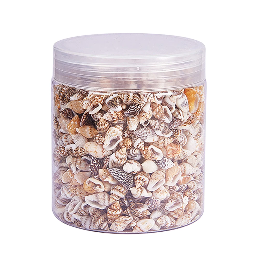 Lot Mini Natural Shells Seashells Beach Wedding Display Craft Conch Shell Box Seashell Home Decoration Accent DIY Craft Supplies