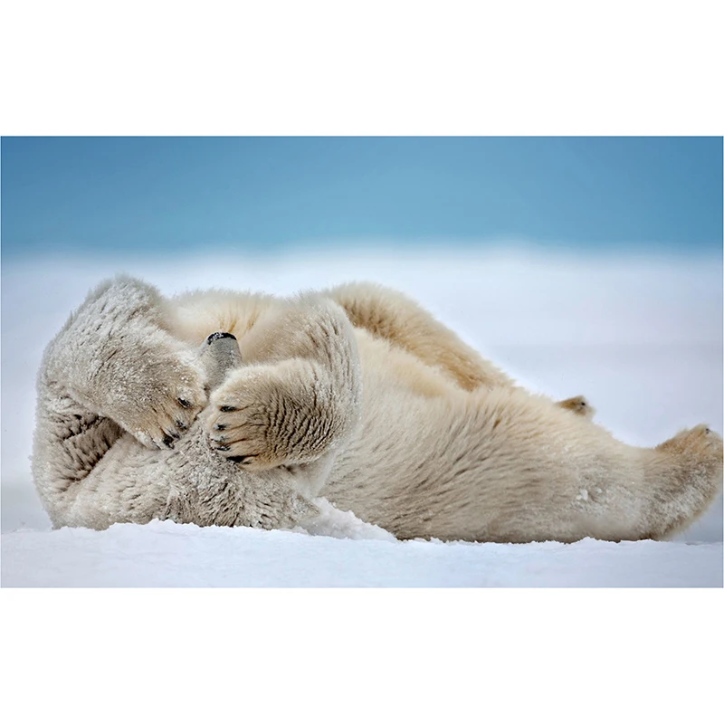 2018 NEW diy Daimond Painting Mosaic full square Square drill diamond painting embroidery Animal Polar Bear 